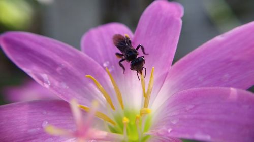 Close-up of insect on pink flower