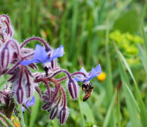 Close-up of insect on purple flowering plant