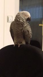 Close-up of bird perching at home