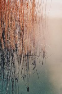 Reflection of trees in water