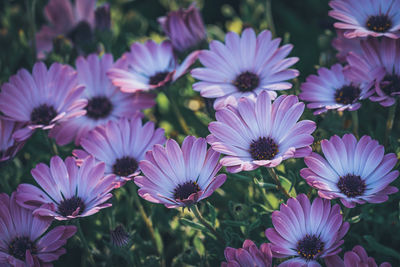 Close-up of pink flowers