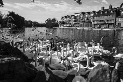 Panoramic view of swans and river against sky