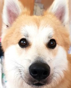 Close-up portrait of dog