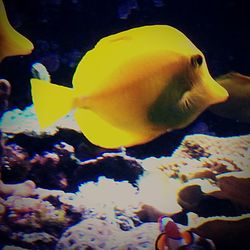 Close-up of fish swimming in sea