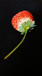 Close-up of flower over black background