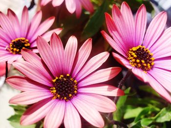 Close-up of pink flowers