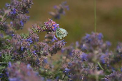 Close-up of purple flowering plants