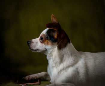 Close-up of dog looking away