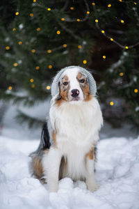 Australian shepherd in knitted hat. warm winter clothes for pets. dog sitting outdoors on snow