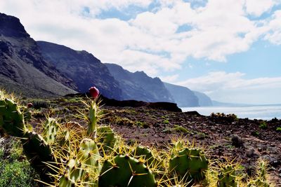 Plants growing on shore by sea against sky