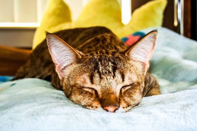 Close-up of cat sleeping on bed