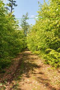 Footpath amidst trees and plants against sky