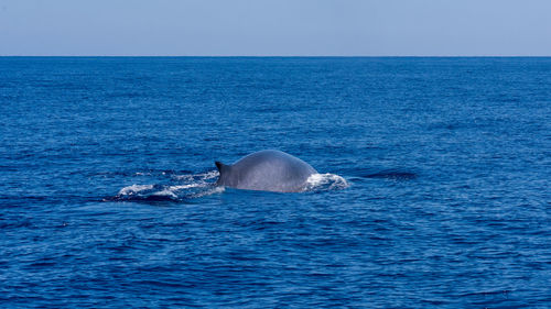 View of horse in sea