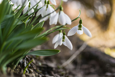 Close-up of white flowering plant