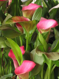 Close-up of pink flowers