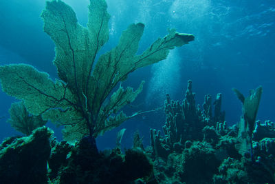 Sunlit sea fan and pipe coral with bubbles from scuba divers rising in the background.