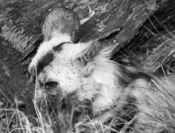 High angle view of a wild african hunting dog