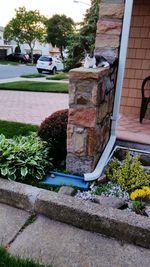 Plants growing in front of building