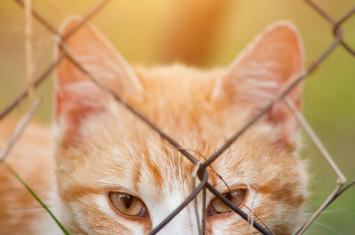 Close-up of a dog