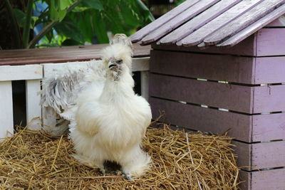 White silkie chicken standing in the farm. animal and livestock concept.