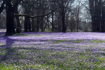 Scenic view of purple flowering plants on field