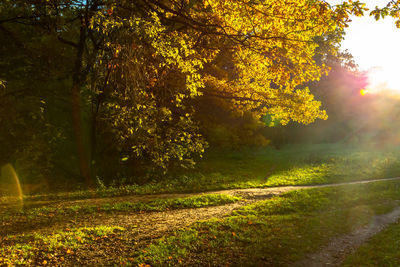 Trees in park during autumn