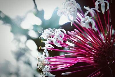 Close-up of flower against blurred background