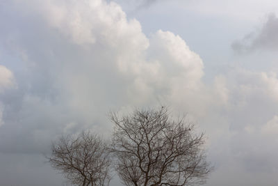 Low angle view of bare tree against sky