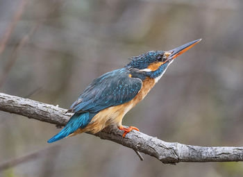 Close-up of bird perching on branch