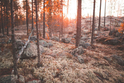 Pine trees in forest