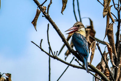 Low angle view of bird perching on branch against sky