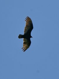 Low angle view of bird flying against clear sky