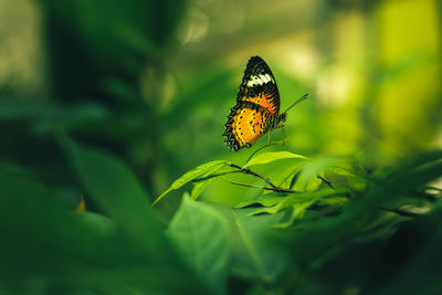 Close-up of butterfly pollinating flower