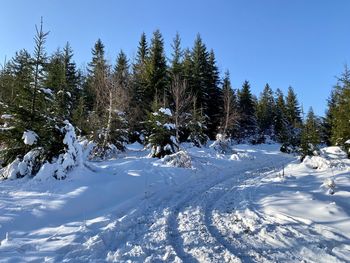 Trees on snow covered field against sky