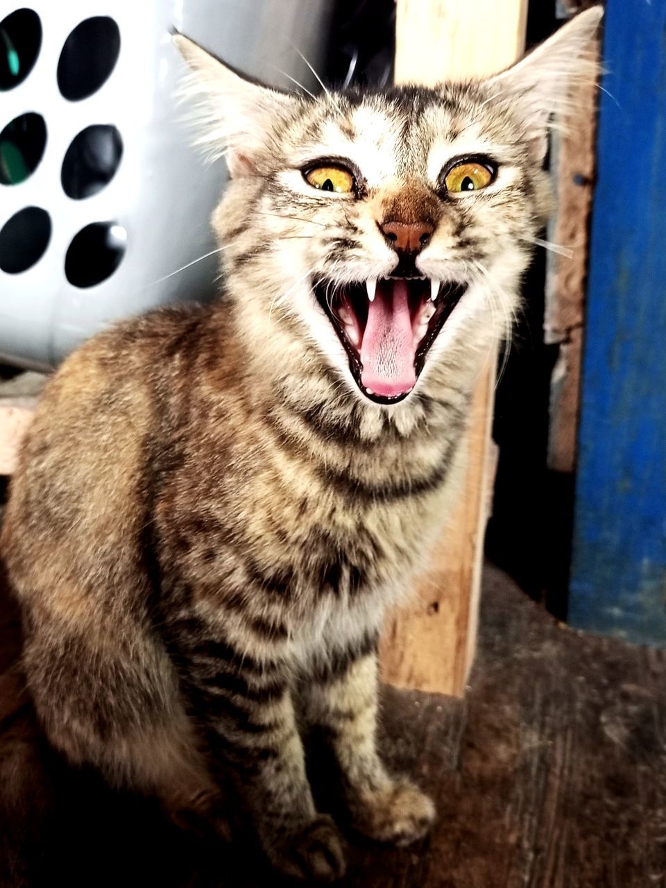 animal, animal themes, mammal, pet, cat, one animal, domestic animals, feline, domestic cat, mouth open, whiskers, facial expression, felidae, small to medium-sized cats, yawning, portrait, tabby cat, no people, looking at camera, animal body part, carnivore, indoors, animal mouth, close-up