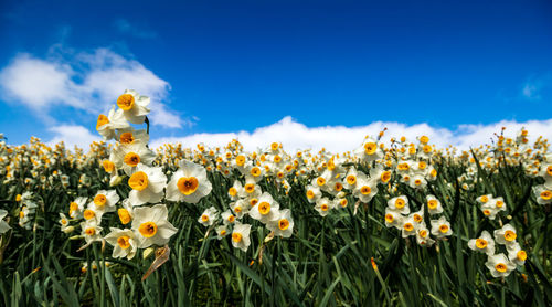 Close-up of yellow flowering plants on field against blue sky