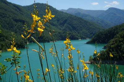 Yellow flowering plants by lake against mountains