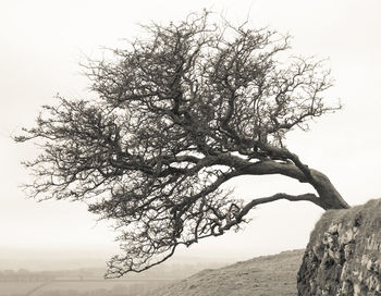 Bare trees on landscape