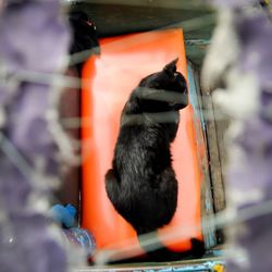 View of cat in water