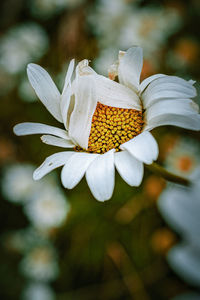 Close-up of white flowering plant