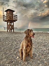 Dog on beach against sky