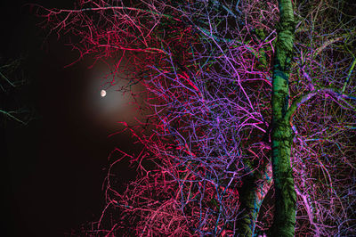 Low angle view of tree at night