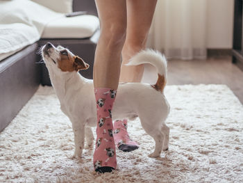 Low section of person with dog at home