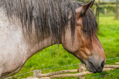 Close-up of a horse on field