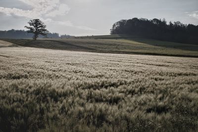 Scenic view of field against sky