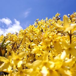 Close-up of yellow flowering plant on field against sky