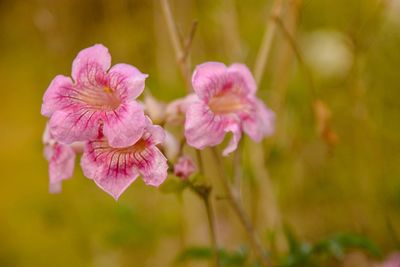 Close-up of beautiful flowers blooming outdoors