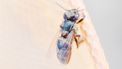 Close-up of insect on white background