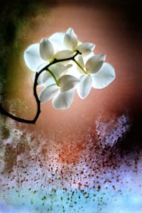 Close-up of flowers in water