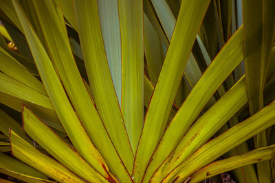 Full frame shot of palm leaf